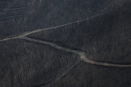 Καμμένο δάσο στη βόρεια Εύβοια